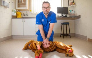 proper dog CPR